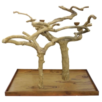 Árbol de Java Doble Encanto para Loros (J1 Double)